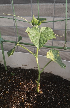 夏野菜づくり開始(中平)_f0354314_15575140.jpg
