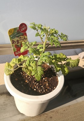 夏野菜づくり開始(中平)_f0354314_15595237.jpg