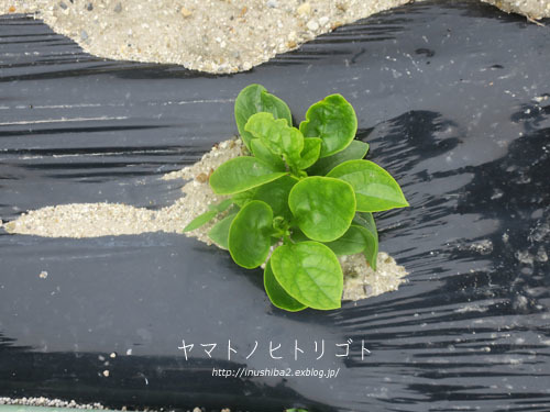 畑の写真_e0394031_07400078.jpg