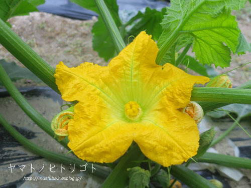畑の写真_e0394031_07401055.jpg