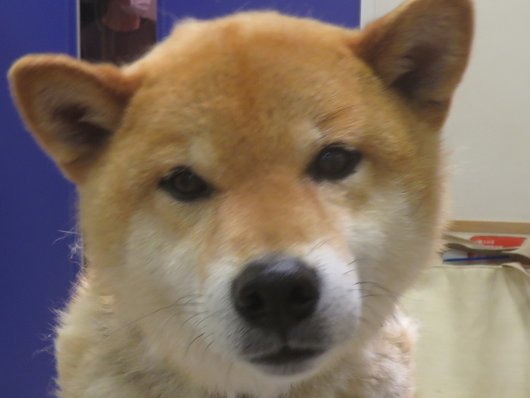 5月 21日の写真_c0174644_20372710.jpg