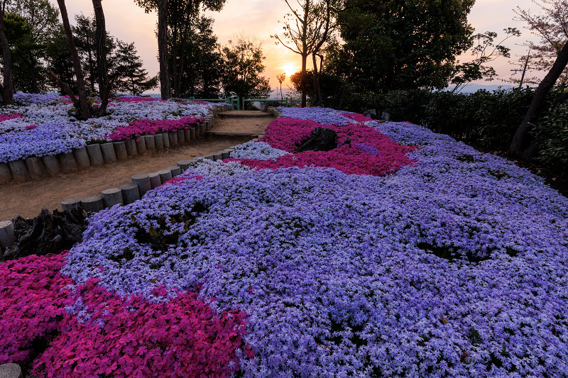 夕暮れの芝桜（城陽市）_f0155048_22362444.jpg