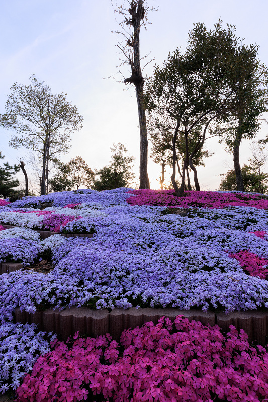 夕暮れの芝桜（城陽市）_f0155048_22383146.jpg