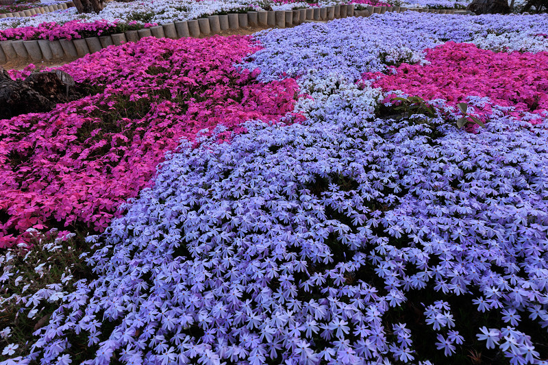 夕暮れの芝桜（城陽市）_f0155048_22394423.jpg