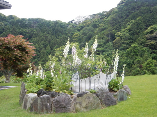 ’22,5,21(土)お花巡りの散歩は楽しい!とこの人の猫愛!_f0060461_08091561.jpg