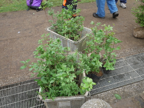 植樹本数目標の1000本突破5・21六国見山手入れ_c0014967_17590110.jpg