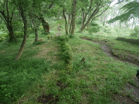 植樹本数目標の1000本突破5・21六国見山手入れ_c0014967_18045668.jpg