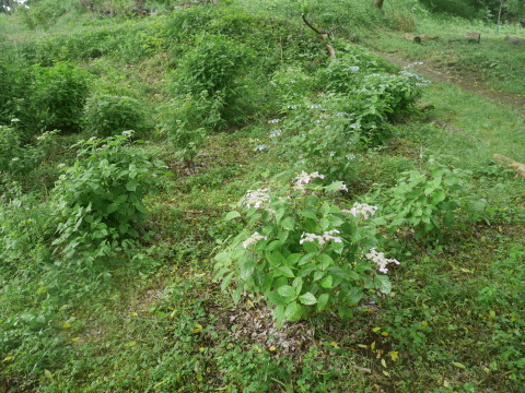 植樹本数目標の1000本突破5・21六国見山手入れ_c0014967_18072566.jpg