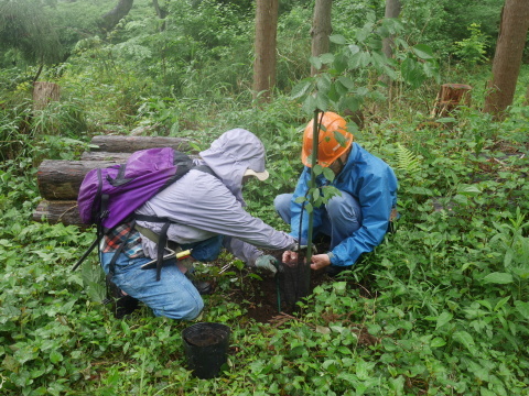 植樹本数目標の1000本突破5・21六国見山手入れ_c0014967_18094559.jpg