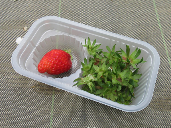 【恵那市情報】馥郁農園でいちご狩り・2022_c0152767_15501310.jpg