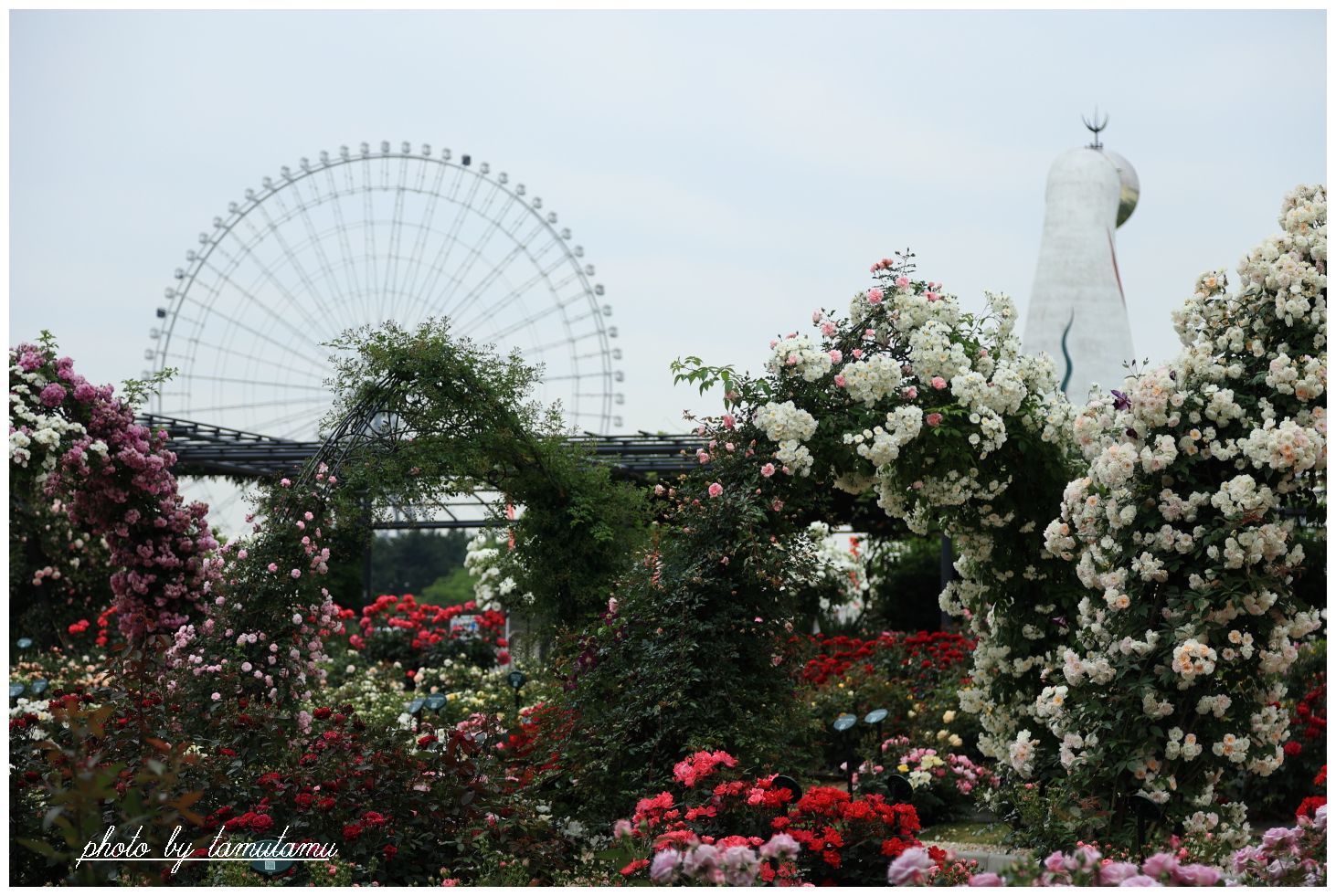 平和のバラ園～プロローグ　Ⅱ_e0351179_21431240.jpg