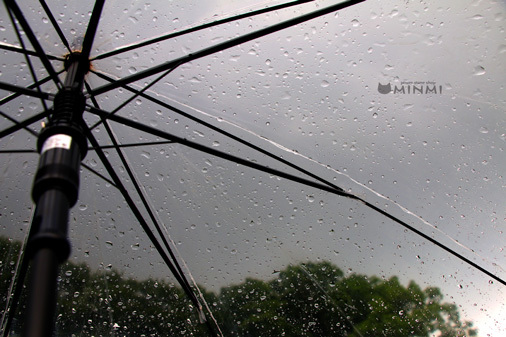 雨がザーッと降ってきました(≧▽≦)_c0140599_13534994.jpg