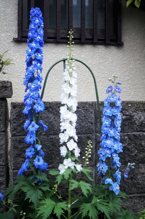 ◆園芸・プランター栽培の花達【玄関先の鉢植えの綺麗処色々です♪】_b0033423_23123457.jpg