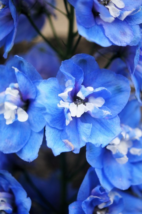 ◆園芸・プランター栽培の花達【玄関先の鉢植えの綺麗処色々です♪】_b0033423_23591997.jpg