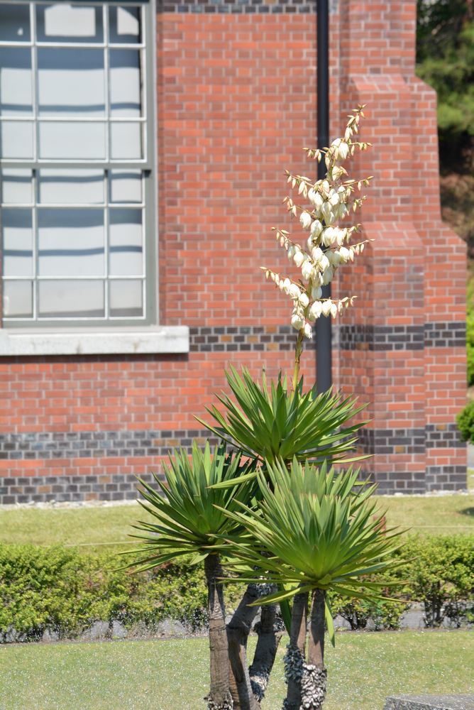 5丁目 帝国ホテル前の花たち_e0373930_19401843.jpg