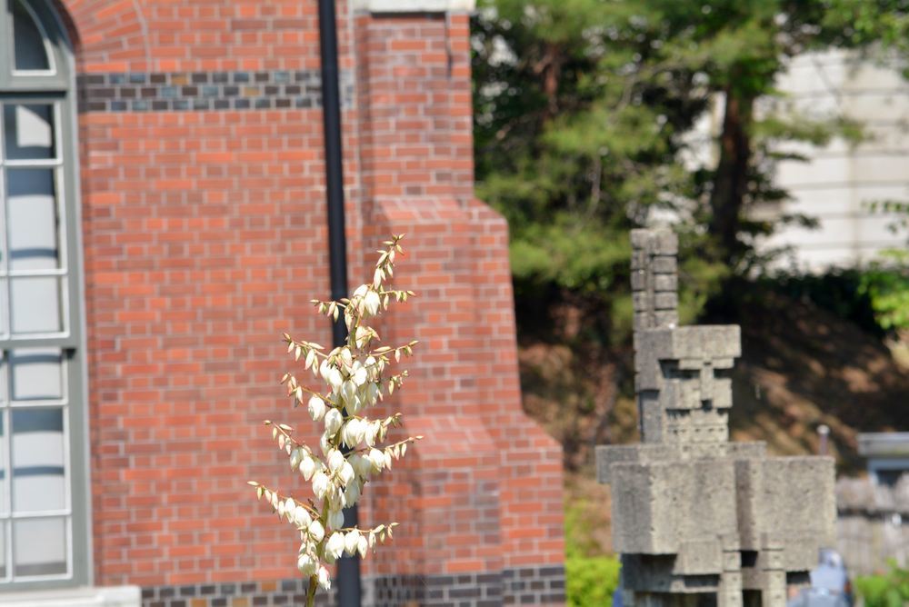 5丁目 帝国ホテル前の花たち_e0373930_19401869.jpg