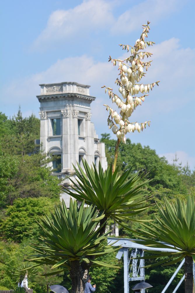5丁目 帝国ホテル前の花たち_e0373930_19401945.jpg