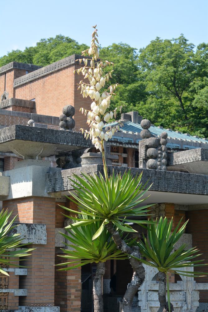 5丁目 帝国ホテル前の花たち_e0373930_19401971.jpg