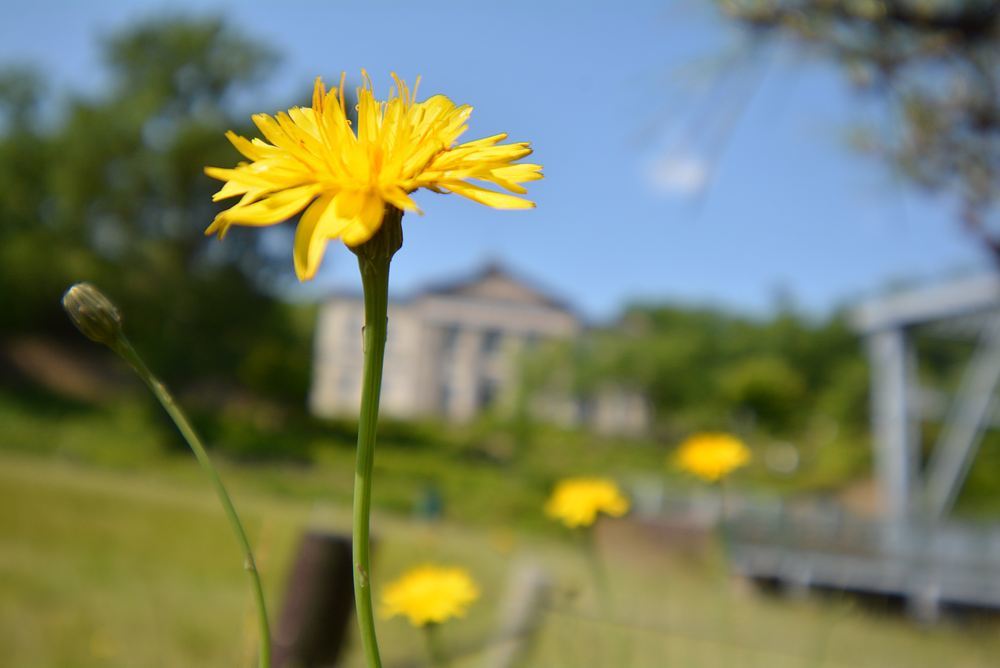 5丁目 帝国ホテル前の花たち_e0373930_19403579.jpg