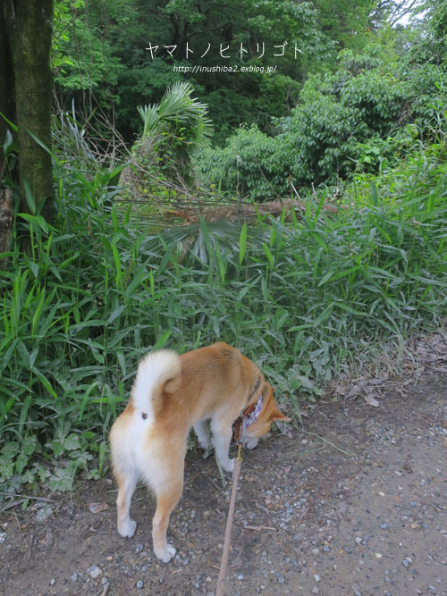 芹の話_e0394031_06265032.jpg