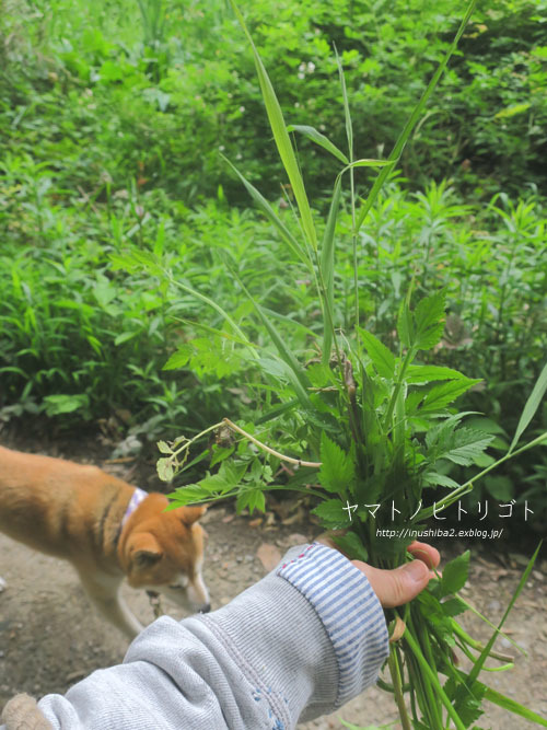 芹の話_e0394031_06265434.jpg