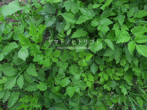 芹の話_e0394031_06270229.jpg