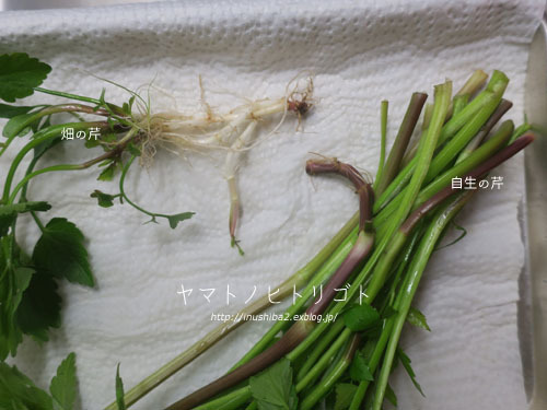 芹の話_e0394031_06270507.jpg