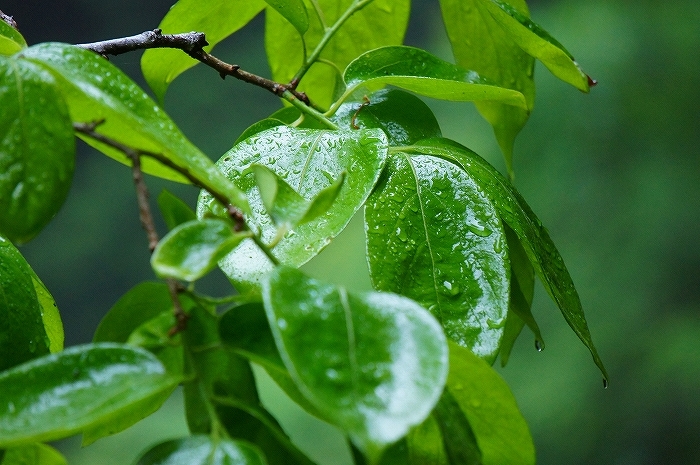 花時雨_f0274237_07502667.jpg