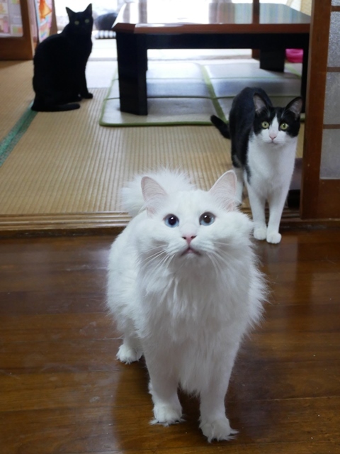 猫のお留守番 レオくんルナちゃんリンくん編。_a0143140_22315655.jpg