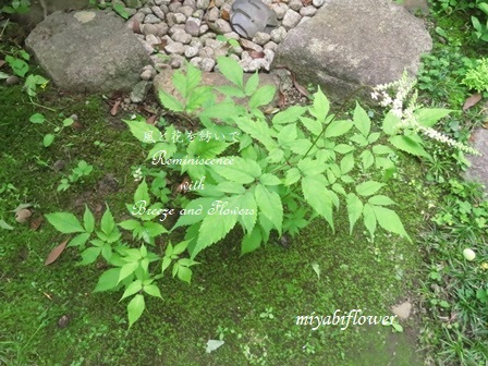 庭のトリアシショウマを生ける 風と花を紡いで