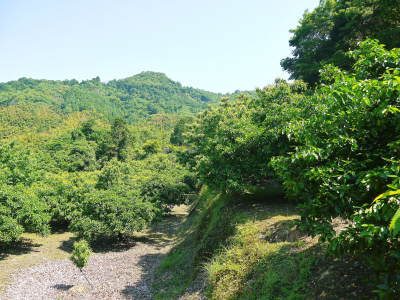 種なしかぼす 花咲く様子(2022) 今年も無農薬・無化学肥料で育てますが、なんだか花が少ないようです!_a0254656_17424337.jpg