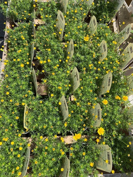 花苗入荷情報【’220522】_a0201358_15312522.jpg
