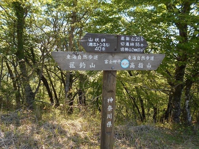 新緑の高指山から富士岬平へ_d0153860_08270686.jpg