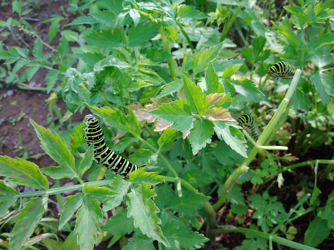 セリ科の植物に！？キアゲハ！ : 葛飾区鎌倉公園