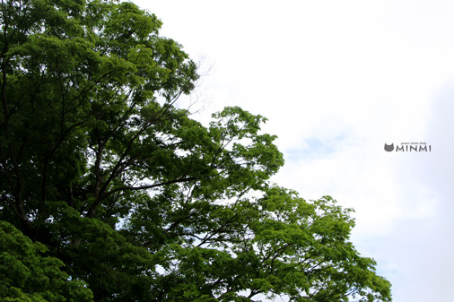 雲間からうっすら陽がさしてる日曜日(^^)_c0140599_12014869.jpg
