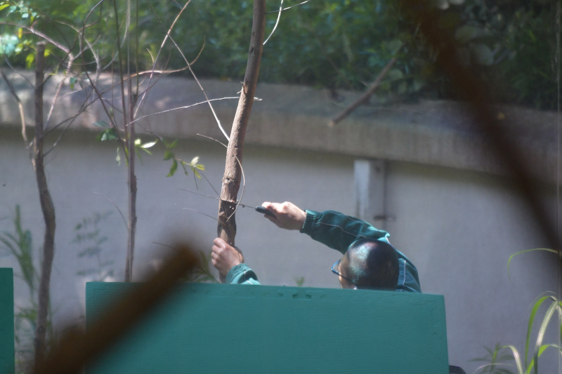 静かなコアラ、今は静かな動物園_a0164204_09370896.jpg