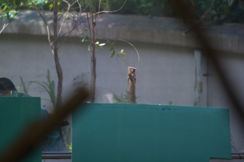 静かなコアラ、今は静かな動物園_a0164204_09380596.jpg