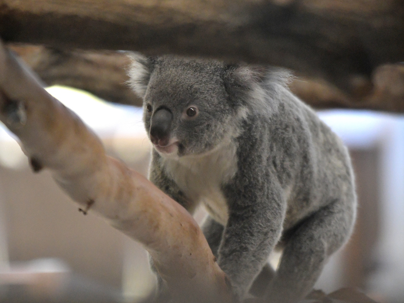 静かなコアラ、今は静かな動物園_a0164204_09393496.jpg