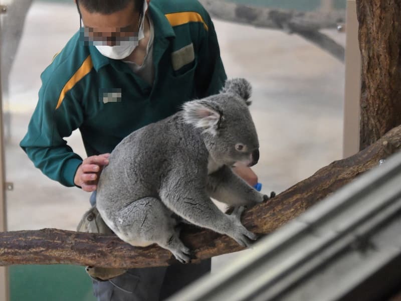 静かなコアラ、今は静かな動物園_a0164204_09560195.jpg