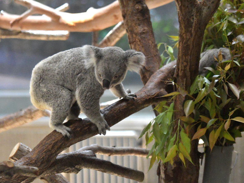 静かなコアラ、今は静かな動物園_a0164204_10033819.jpg