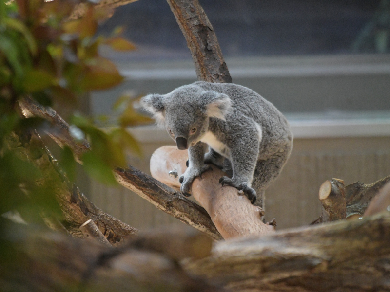 静かなコアラ、今は静かな動物園_a0164204_10050130.jpg