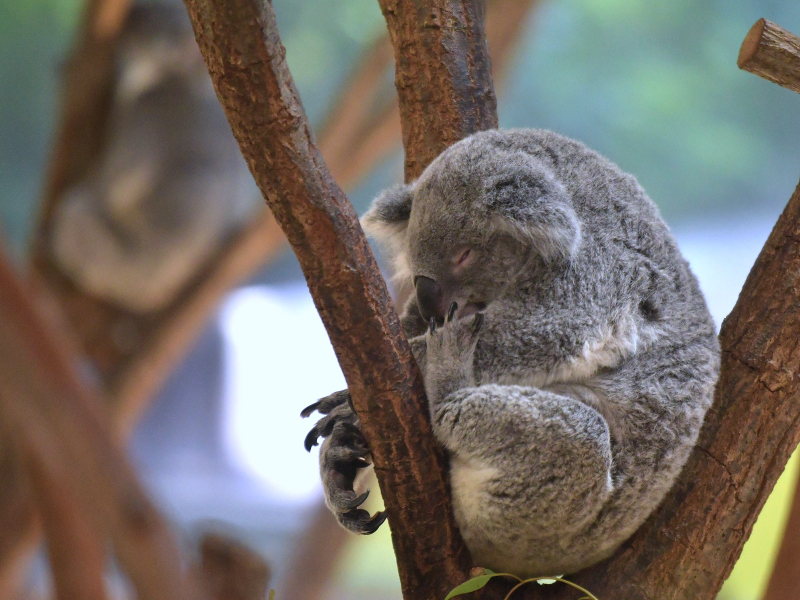 静かなコアラ、今は静かな動物園_a0164204_10225984.jpg