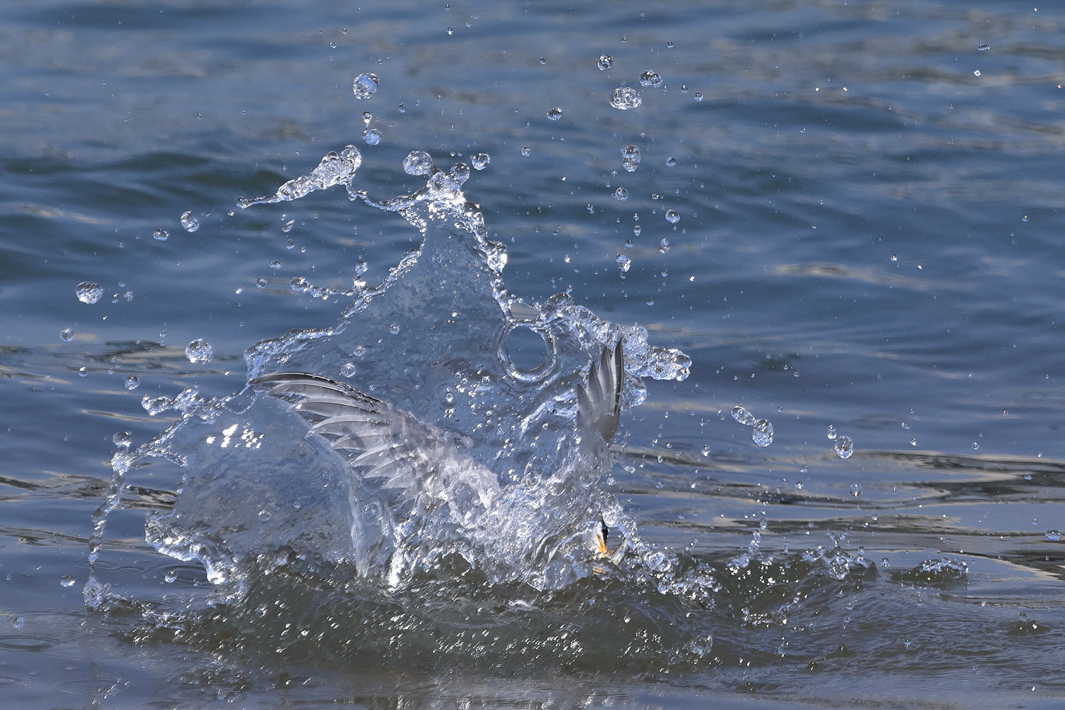 コアジサシ 氷の彫刻_f0369315_22161204.jpg