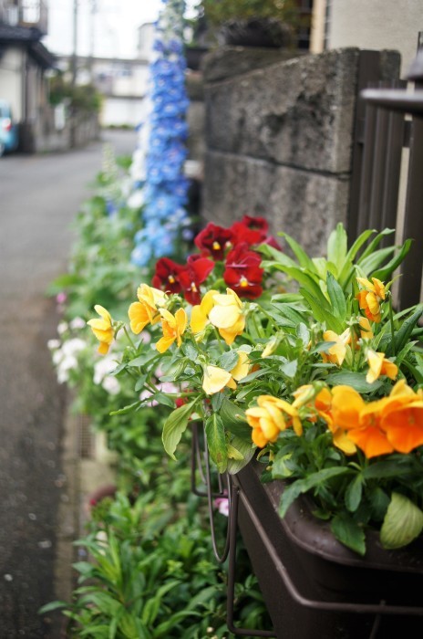 ◆園芸・プランター栽培の花達【玄関先の鉢植えの綺麗処色々です♪】_b0033423_00010010.jpg