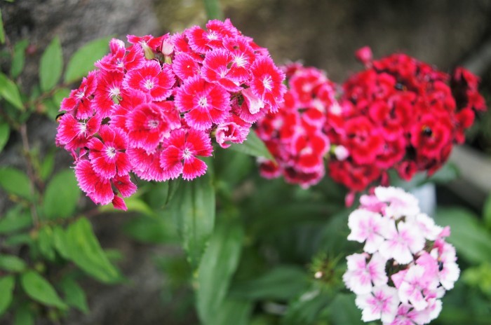 ◆園芸・プランター栽培の花達【玄関先の鉢植えの綺麗処色々です♪】_b0033423_00011190.jpg