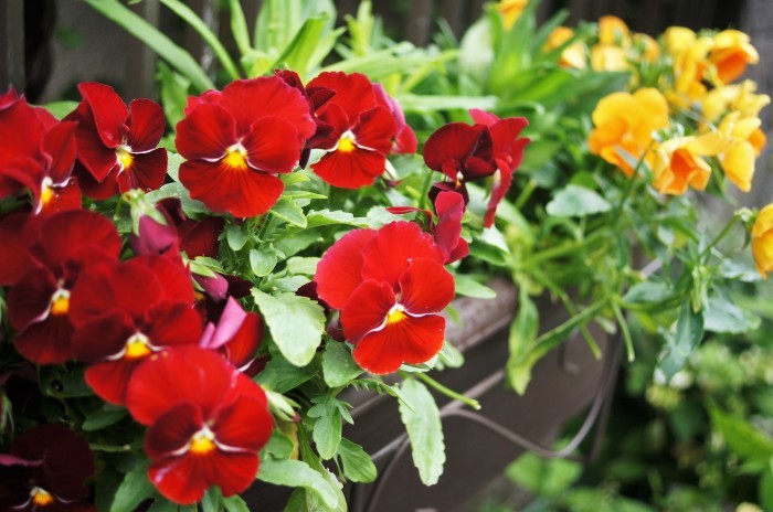 ◆園芸・プランター栽培の花達【玄関先の鉢植えの綺麗処色々です♪】_b0033423_00043612.jpg
