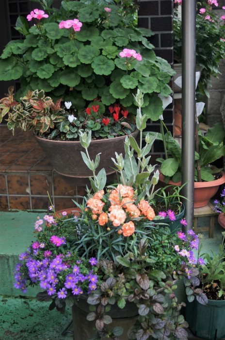 ◆園芸・プランター栽培の花達【玄関先の鉢植えの綺麗処色々です♪】_b0033423_00074812.jpg