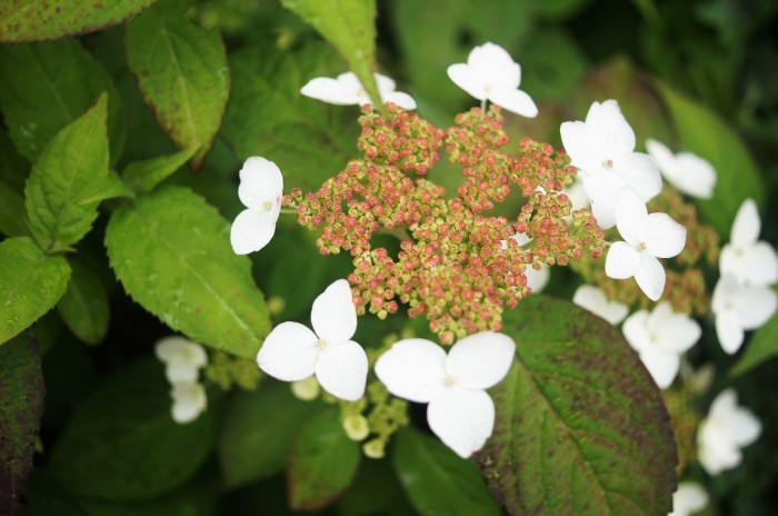 ◆園芸・プランター栽培の花達【玄関先の鉢植えの綺麗処色々です♪】_b0033423_00091723.jpg