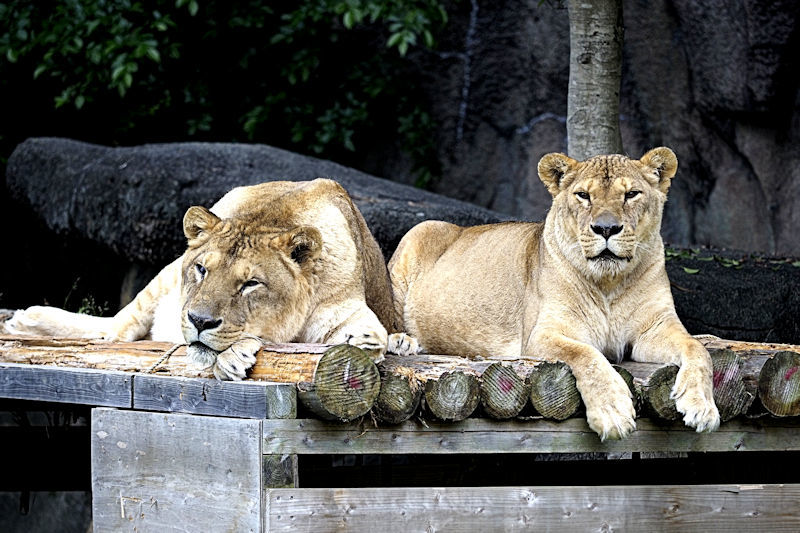 たてがみの復活 動物園放浪記