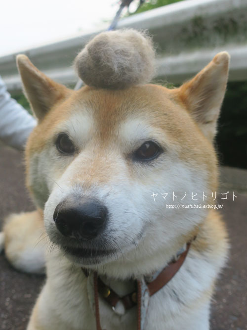 コンチキショー_e0394031_06054458.jpg